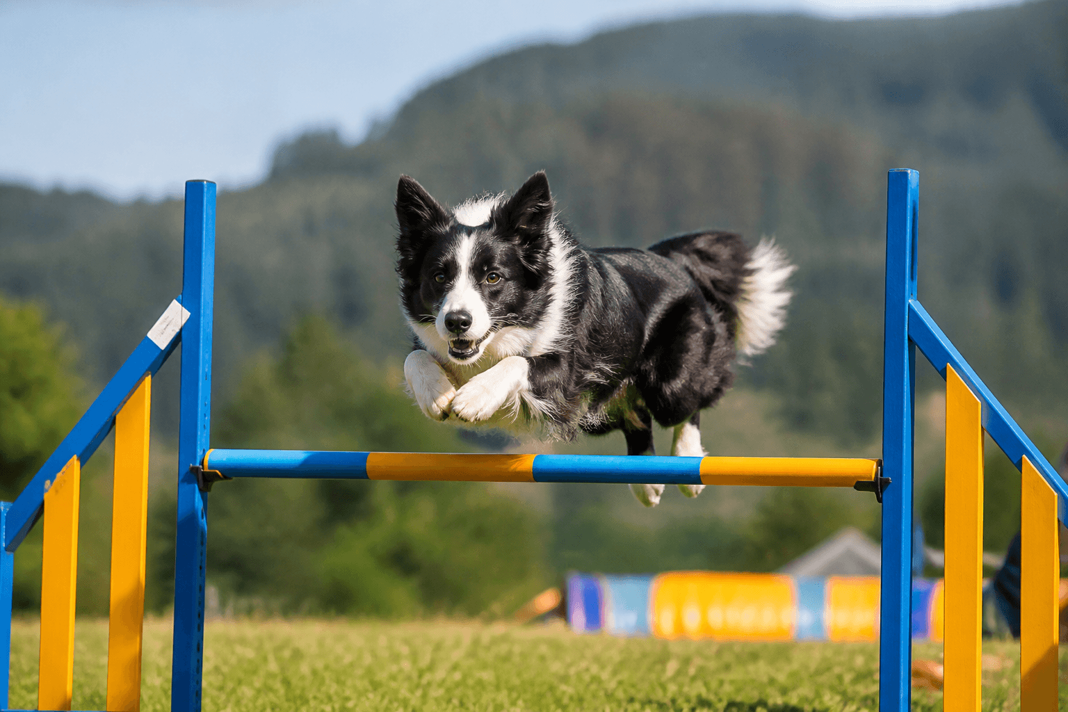 Bergen Agility Klubb på nett