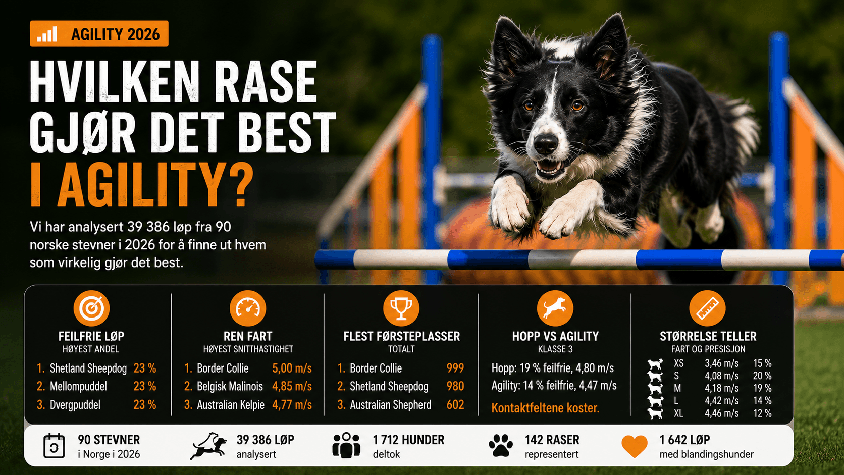 Hvilken rase gjør det best i agility?