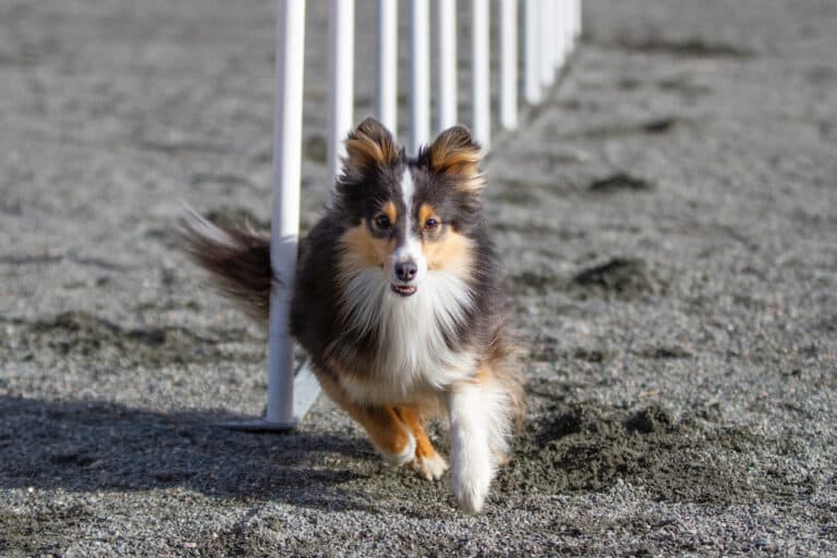 Hund løper gjennom slalåm på nybegynnerkurs hos Bergen Agility Klubb
