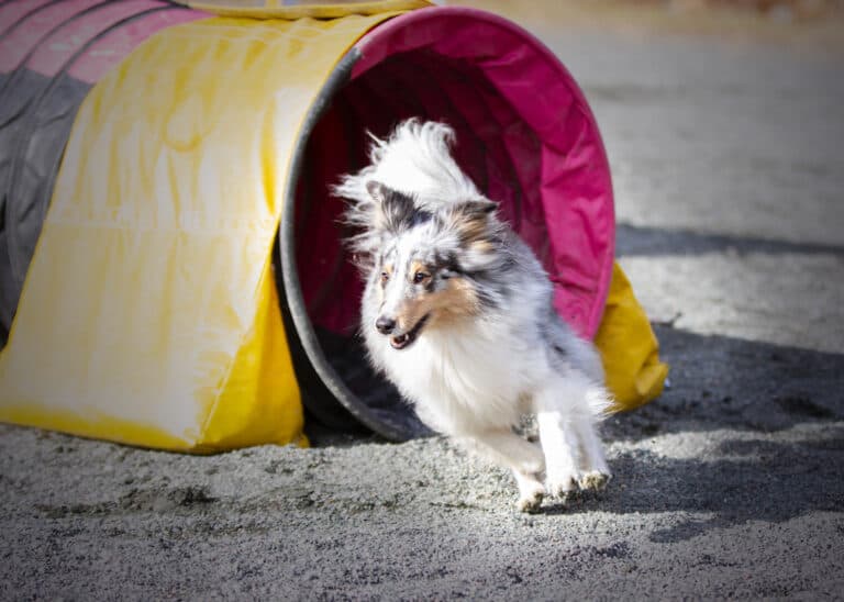 Hund kommer ut av tunnel under trening hos Bergen Agility Klubb