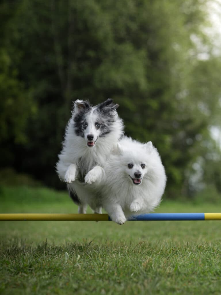 Hund i full fart over et hinder på agilitybanen