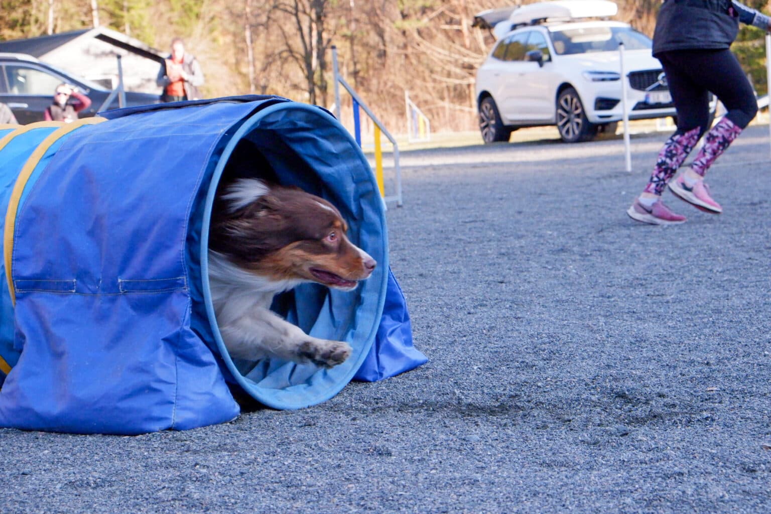 Hund kommer ut av tunnel under trening hos Bergen Agility Klubb